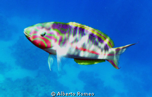 Portrait of a  comun wrasse (Thalassoma Klunzingerii).
S... by Alberto Romeo 